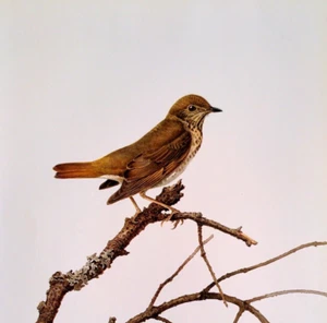 Plato de libro impreso vintage arte J F Lansdowne Birds HEMIT THRUSH 10X14 40 - Imagen 1 de 3