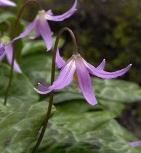 Hundszahn Lilie - Erythronium dens-canis - Bild 1 von 1