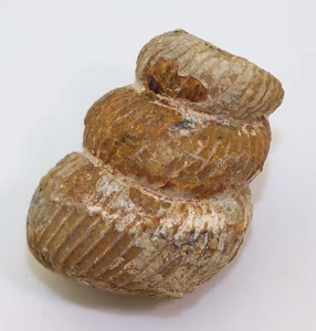 Ammonit, Eubostrychoceras indopacificum, Kreide, Coniac, Toliara,Madagaskar-L984 - Picture 1 of 6