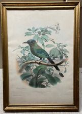 Antique EDOUARD TRAVIES Blue Crowned Motmot LITHOGRAPH- Birds MOST REMARKABLE
