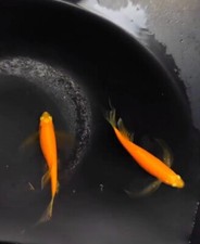 Pack of 5 Orange Danio Long Fin - Live Aquarium Fish -
