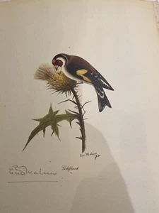 Goldfinch Druck von Eric Malins signiert vom Künstler - Bild 1 von 1