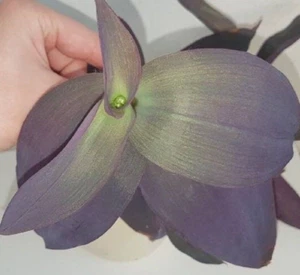 XXL Sorte - Pallida Kartuz Giant - Tradescantia - Zimmerpflanze Commelinaceae - Bild 1 von 12