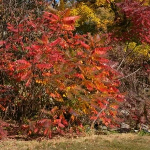 75 smooth sumac seeds - Picture 1 of 2