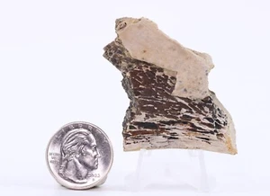 Edmontosaurus Dinosaurier Fossil Hell Creek Formation South Dakota SD COA 5745 - Bild 1 von 12