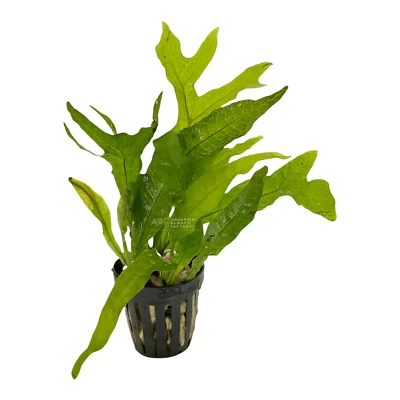 Java Fern Thor's Hammer | Aquarium Plants Factory® - Image 1 of 4