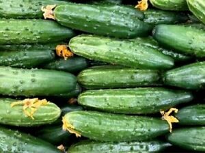 Chicago Pickling Cucumber Seeds- Heirloom- (Non GMO)-COMBINED SHIPPING