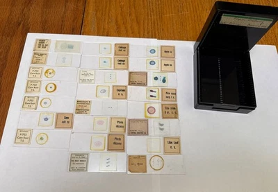 Diapositivas preparadas para anatomía vegetal de colección maíz, repollo, piña, lila++ 23 en total Foto 1 de 4