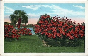Weihnachtsstern Orlando Florida Postkarte von Florida Cypress Gardens verschickt - Bild 1 von 2