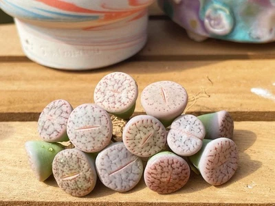 1AM SUCCULENTS Rare Succulents - Lithops Pseudotruncatella C187