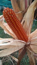 100 Semi mais PIGNOLETTO ROSSO antico piemontese Zea mays semi 2020 ????