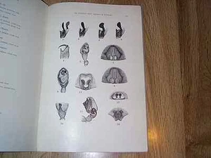 On Several New American Spiders by Ralph Chamberlain & Wilton Ivie   ILLUS 1946 - Foto 1 di 2