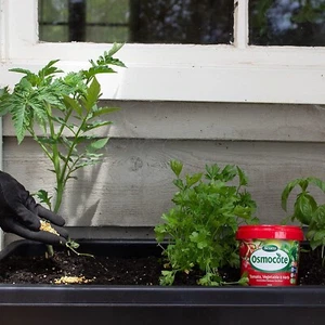Scotts Osmocote Tomato, Vegetable and Herb Plant Food Slow Release Feriliser-700 - Picture 1 of 4