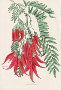 Clianthus puniceus New Zealand Neuseeland Botanik Kupferstich Paxton 1834 - Bild 1 von 1