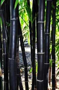 1 Packung 60 Körner Schwarz Bambusaceae Gartenpflanzen   - Bild 1 von 2