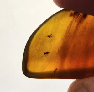 Burmese Amber with 2 Diptera Inclusions - Cretaceous Fossil - Myanmar - Picture 1 of 7