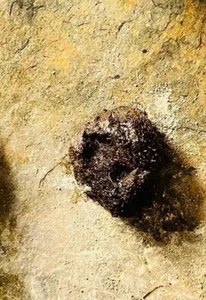 EYONU ACEPTACION, AMOR 20gm AKOSE IFA, OSE DUDU Jabón Negro, SCHWARZE SEIFE, ORISA   - Bild 1 von 1