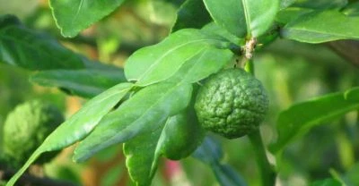 50g d'ECORCE de COMBAVA sèchée de Madagascar garanti artisanal