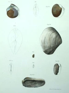 Natural History Seafood Shell Shellfish Lithograph 19th Century - Picture 1 of 1
