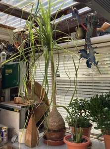 Beaucarnea Recurvata Elephant's Foo;t Ponytail Palm; indoor plant 130cm Tall - Picture 1 of 3