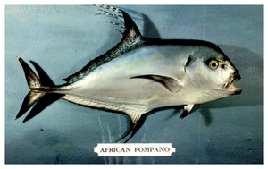 Foto postal de pez pompano africano Robert F. Wasman - Imagen 1 de 2