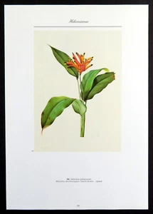 Papageienblume, Redoute Botanischer Druck, 1986 Offsetlithographie - Bild 1 von 4