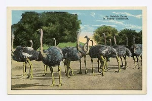 Granja de avestruces en Sunny California. Postal a color - Imagen 1 de 2