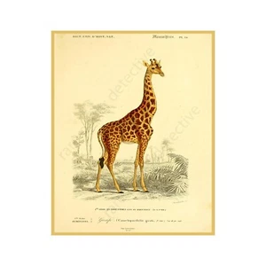 Giraffe Print, Antique Style Home Décor, 8" x 10" REPRODUCTION Wall Art - Picture 1 of 1