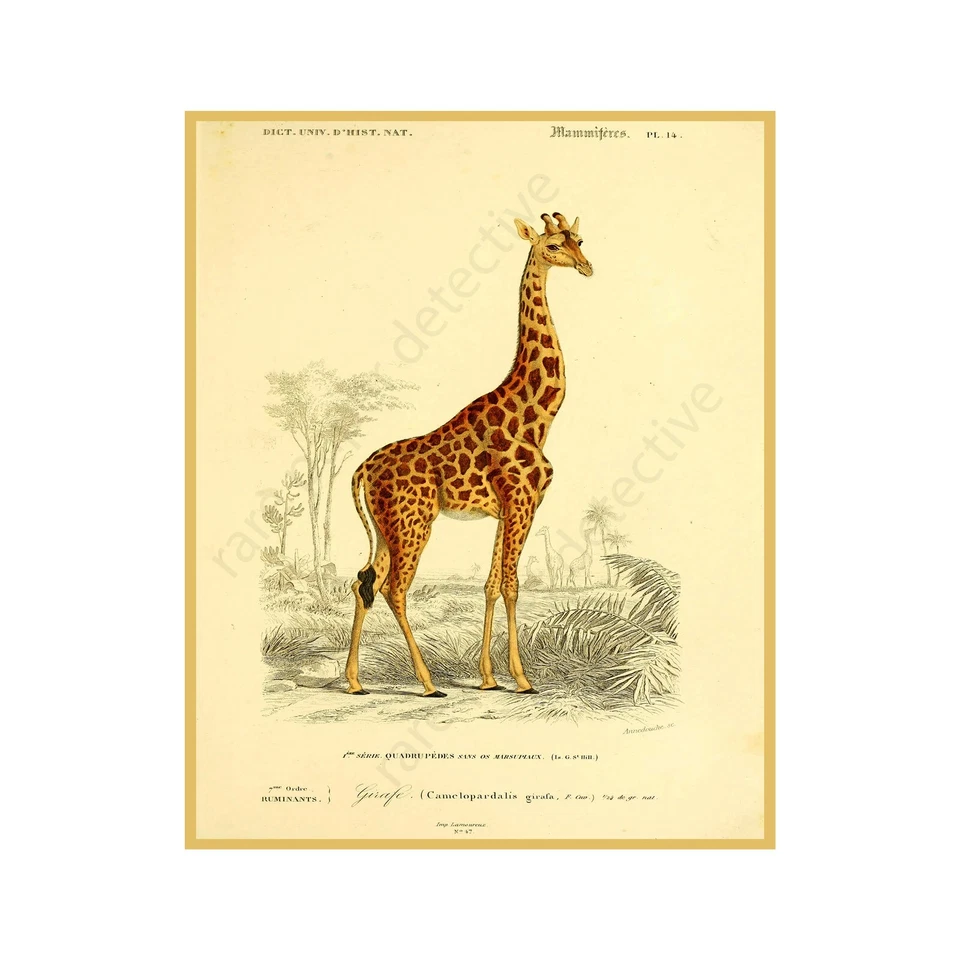 Giraffe Print, Antique Style Home Décor, 8" x 10" REPRODUCTION Wall Art - Image 1 of 1
