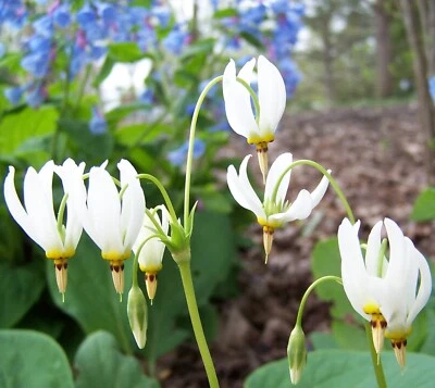 Shooting Star 50 Plants - Perennial Bare Root Live Garden Plant - Image 1 of 4
