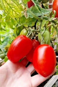 Tomatensamen Buschtomate "Pinocchio Rot" samenfest Balkon / Topftomate - Picture 1 of 14