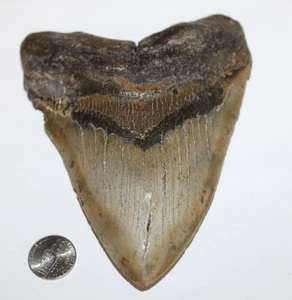 MEGALODON Fossil Giant Shark Tooth NO REPAIR Natural 6.22" HUGE BEAUTIFUL TOOTH - Picture 1 of 4