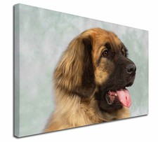 preloved leonberger