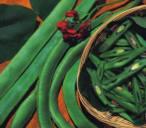Vegetable - Runner Bean - Scarlet Emperor - 20 Seeds - Economy Pack - Picture 1 of 1