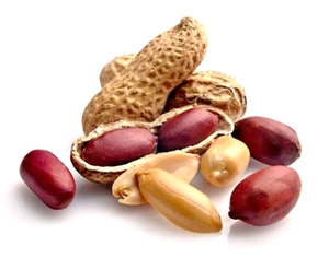 15 X PEANUT SEEDS-FRUIT TREE-GARDEN FOOD SHRUB-OIL-LEGUME-MAKE YOUR OWN NUTS - Picture 1 of 17