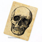 Skull #3 Fridge Magnet, Decorative Anatomy Antique Medical Illustration