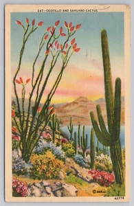 Postal del cactus de Ocotillo y Sahuaro c1939 - Imagen 1 de 2