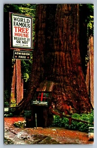 Postcard World Famous Treehouse Believe It Or Not Store Redwood CA c1950s - Picture 1 of 2