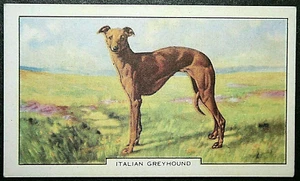 ITALIAN GREYHOUND Vintage 1938 Illustrated Card DE10M - Picture 1 of 2