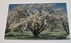 Used Vintage 1988 Postcard Almond Blossom TimePaso Robles CA. Posted. No Stamp. - Picture 1 of 2