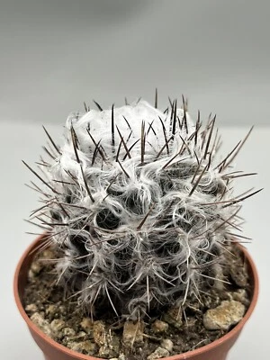 Eryosice Echinus Floccosa Fiocco Di Neve Vaso9 Spine Folli Rara Bella Da Seme