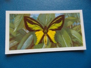 Great Britain Brooke Bond original 1964 teacard "Butterflies of the World" No.18
