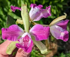 New Orchid Hybrid Cattleya (Interglossa x Interceps). Blooming Size Plants - Picture 1 of 3