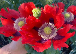 1,000 Giant Red Breadseed Poppy Seeds - P. Somniferum - Huge Scarlet Red Blooms - Picture 1 of 11