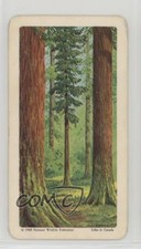 1968 Brooke Bond Red Rose Trees of North America Tea Western Red Cedar #14 0f8