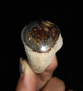 AMAZING AMMONITE!! PETRIFIED WOOD LOG, TOP POLISHED FROM JAVA, INDONESIA, 48MM - Picture 1 of 7