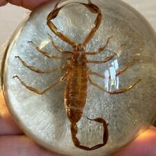 Vintage Scorpion Paperweight Oddity Paperweight Scorpion Decor 2.5” 1/2 Dome
