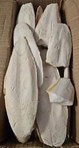 Sepiaschalen groß 500g ca. 12-20cm Sepia Pickstein Schnabel Vögel & Reptilien - Bild 1 von 1