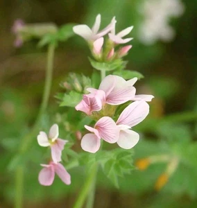 Serradelle Samen - Ornithopus Sativus - ca. 1000 Samen - Frankreich - Bild 1 von 3