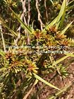 Cyperus eragrostis, Umbrella sedge, świeżo zielona trawa cypryjska, 2400 nasion, nasiona